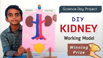 Human Kidney Working Model for School Science Project || DIY Science Project