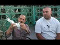 رد الجميل من ابراهيم الصباحى للاسطى عزت وزه الحمام الغزار Egypt Swift Pigeons 