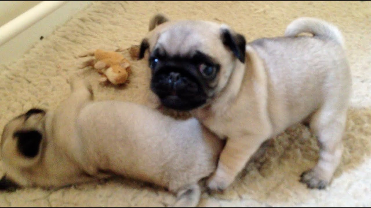 pugs fighting pug puppy fight pugs fighting pug puppy fight