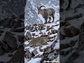 SNOW LEOPARD Picks the WRONG Goat in the Himalayas! 🐆❄️#shortsfeed #animalsofearth