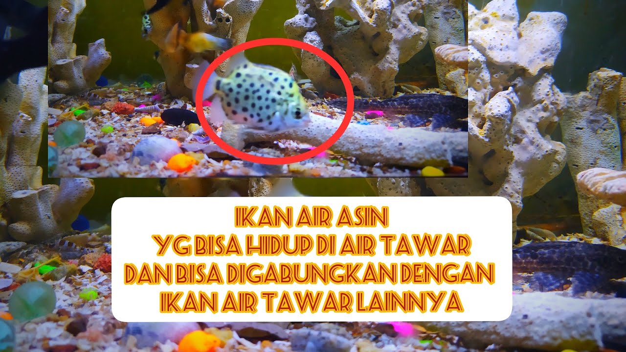 Ikan kitang kiper Jenis  ikan air  asin  yang bisa hidup di 