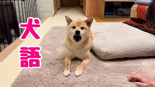 何か言いたげなので犬語で話そうと言うと犬語で返してきた柴犬が可愛い