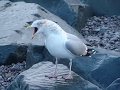 Herring gull calling