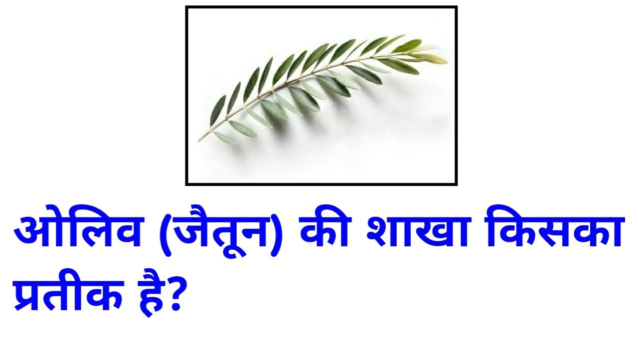 ओलिव की शाखा किसका प्रतीक है olive ki shakha kiska pratik hai YouTube