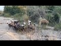 Wild Dogs vs lone hyena | andBeyond Tengile River Lodge | Sabi Sand Nature Reserve