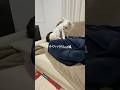 これまで受けたチワハラをvlog風にしてみた#チワワ #フィクション