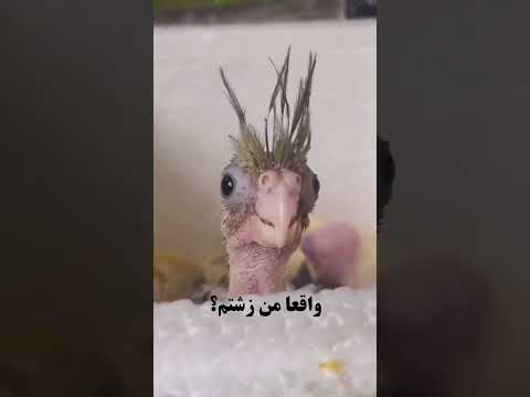 موزیک ویدیو جدید آهنگ ترند کلیپ Music Video Love Song Shorts New Short Viral Trending Story Reels