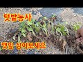 깻잎 먹으려고 시장가서 모종 구입해서 심었습니다