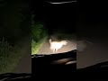 tiger attack in roing to anini 49KM road in arunachal pradesh trending scarry video
