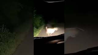 tiger attack in roing to anini 49KM road in arunachal pradesh trending scarry video