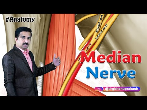 Median nerve Anatomy Animation - Origin, Course, Branches and Median nerve injury