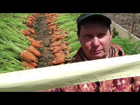 Посев моркови лентой.  Делаем быстро и правильно