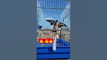 مقنين شارمار الله يبارك 