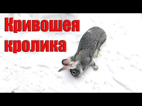 Кривошея у кроликов