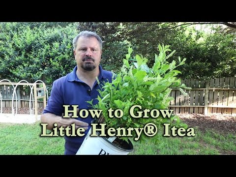 ვიდეო: Itea shrub - როგორ მოვუაროთ Itea Sweetspire