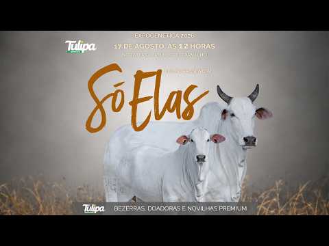 LOTE 06   TUL 6894