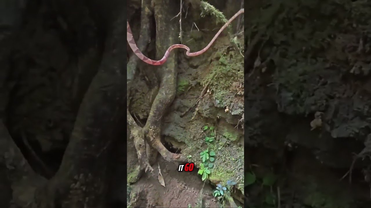 Weirdest snake in North America?