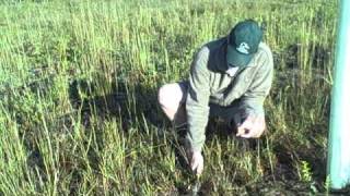 Acorn Control Experiment