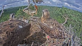 Download Lagu 2017/07/09 156h16m ~Very big still alive fish by Teo~ Latvian Osprey MP3