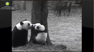 242016 Smithsonian's National Zoo Panda Cub Bei Bei's Outdoor Debut