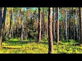 4K Forest Healing Sounds / Tranquil Birdsong & Deep Relaxation
