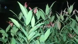 Story wa wanita cuek