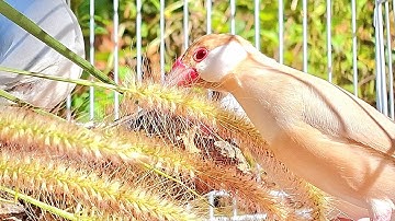 Java finch nature bird sounds : This video will make your bird relax and not lonely.