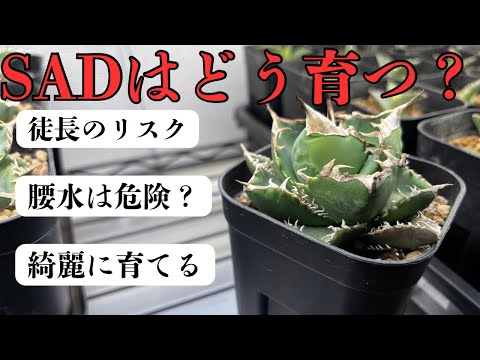 My thoughts after growing the popular agave species SAD, South