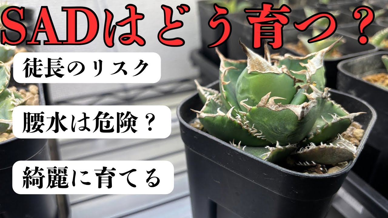 My thoughts after growing the popular agave species SAD, South