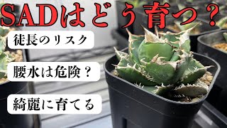 My thoughts after growing the popular agave species SAD, South