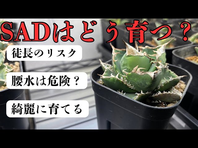 My thoughts after growing the popular agave species SAD, South