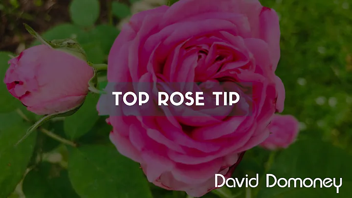 Top rose tip from David Domoney