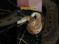 Meet "Megan Thee Stallion" #ballpython #ballpythonbreeder #ballpythonmorph #reptiles #snake #python