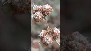 Ashy-leaf buckwheat, Eriogonum cinereum #Shorts