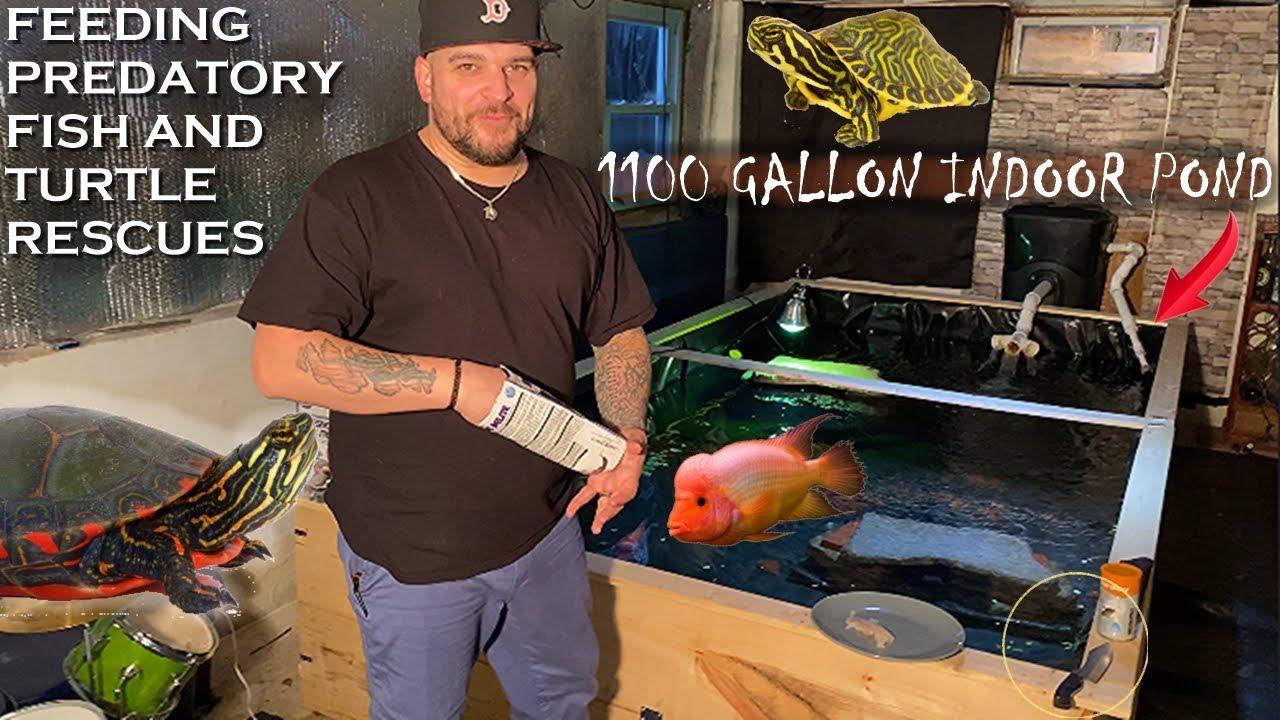 FEEDING PREDATORY FISH AND TURTLE RESCUES 1100 GALLON POND
