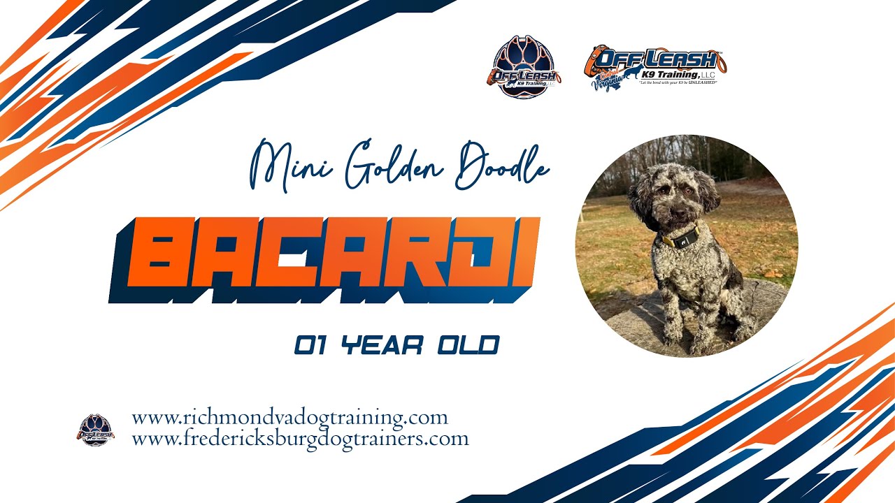 Bacardi | 1 year old Mini Golden Doodle | Best Dog Trainers in VA