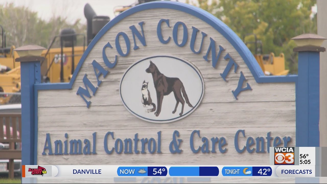 Serval on the loose in Decatur Animal Control YouTube