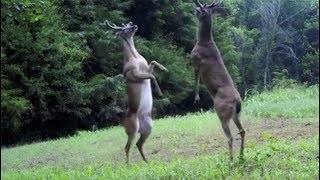 Deer On Hind Legs Deer On Hind Legs