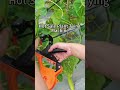 Listen to the Sound of the Plant Tying Machine 🌱 Fast & Satisfying Tapener Tool
