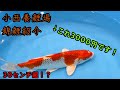【新シリーズ】小西養鯉場 1匹＆1升紹介（3000円編）