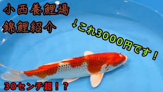 【新シリーズ】小西養鯉場 1匹＆1升紹介（3000円編）