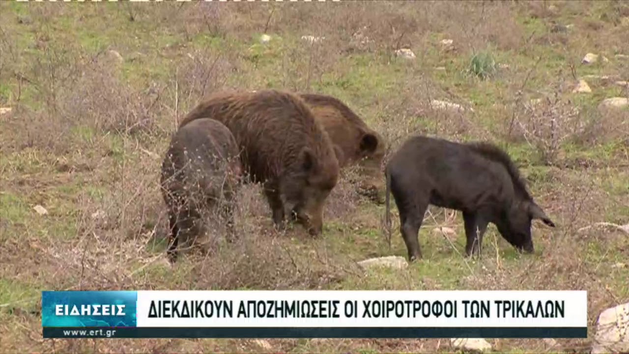 Διεκδικούν αποζημιώσεις οι χοιροτρόφοι των Τρικάλων | 09/02/2021 | ΕΡΤ