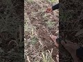 The process of planting seeds without any hassle -Agriculture farming #shorts