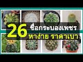 Cacti Identifications | Names of Cacti (26+) รวม 26 ชื่อกระบองเพชรสำหรับมือใหม่ [หาง่าย ราคาประหยัด]