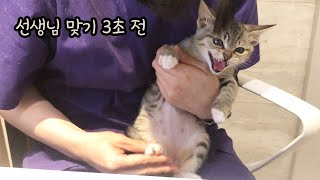 아기고양이 뚜리의 2차 예방접종 (feat. 하악질 퍼레이드)