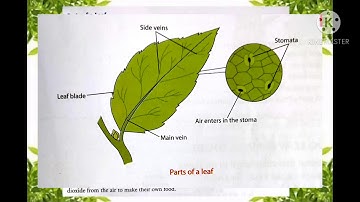 Class 4 | Science | Chapter 7-The Green Plants 🌱