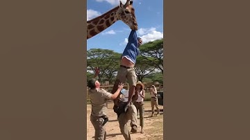 The Giraffe Lifted The Man İnto The Air. 🦒