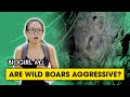 We tracked down wild boars in Singapore!  | Biogirl MJ