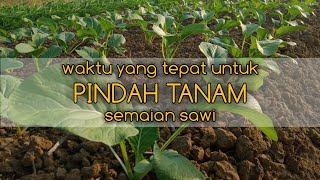 umur 15 hari siap TANAM  ‼️// CARA TANAM DAN PEMUPUKAN TANAMAN SAWI 🌱