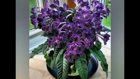 قراءة من سورة النحل الآيات (1-74) بصوت الشيخ صلاح بو خاطر. #سورة_النحل